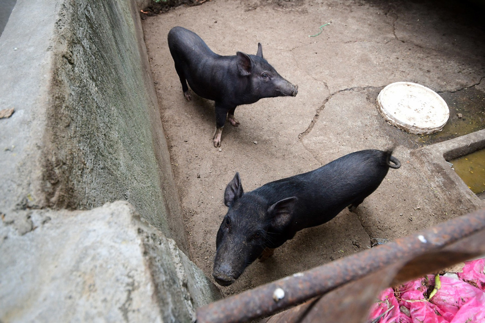 Native pigs inside a pen in San Jose Del Monte, Bulacan on May 11, 2021. Mark Demayo, ABS-CBN News