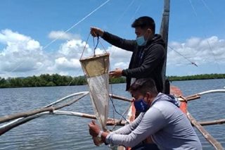 Karagatang sakop ng Milagros, Masbate positibo pa rin sa red tide