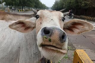Dung power: India taps new energy cash cow