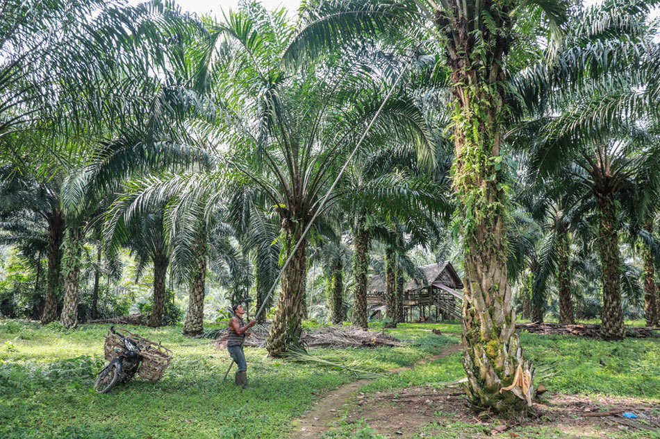 A worker harvests palm fruits at a palm oil plantation in Deliserdang, North Sumatra, Indonesia, March 15, 2022. Dedi Sinuhaji, EPA-EFE/File 