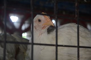 China detects first human case of H3N8 bird flu