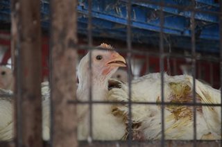 Poultry, pwede na ulit ibiyahe mula sa mga lugar na nagka-bird flu noon