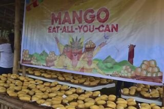 Mango-eat-all-you-can tampok sa probinsya ng Guimaras