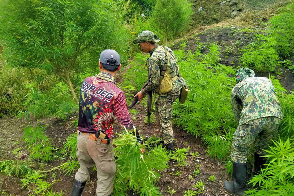  Binunot at sinunog ng mga awtoridad ang mga marijuana plants sa Kalinga. PNP-Drug Enforcemeny Group