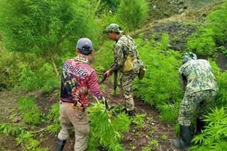 P10.4-M halaga ng marijuana sinunog sa Kalinga