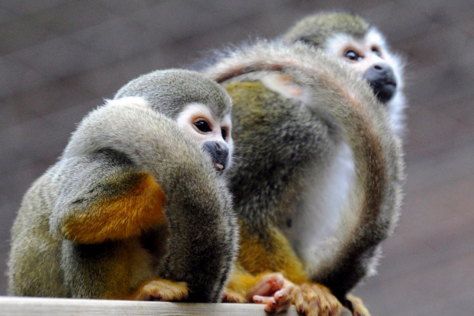 Two squirrel monkeys are seen at a zoo in Berlin, Germany, on February 27, 2009. Rainer Jensen, EPA/file
