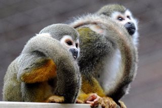 ALAMIN: Ano ang monkeypox? 