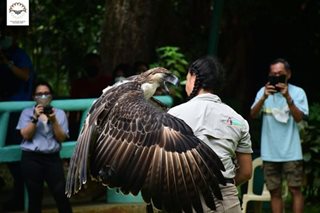 Philippine Eagle Center in Davao mulls relocation to protect birds from avian flu