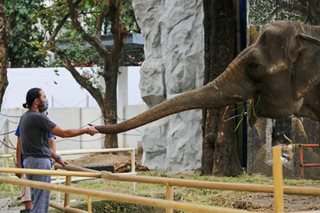 Manila Zoo, sarado muli para sa rehabilitasyon