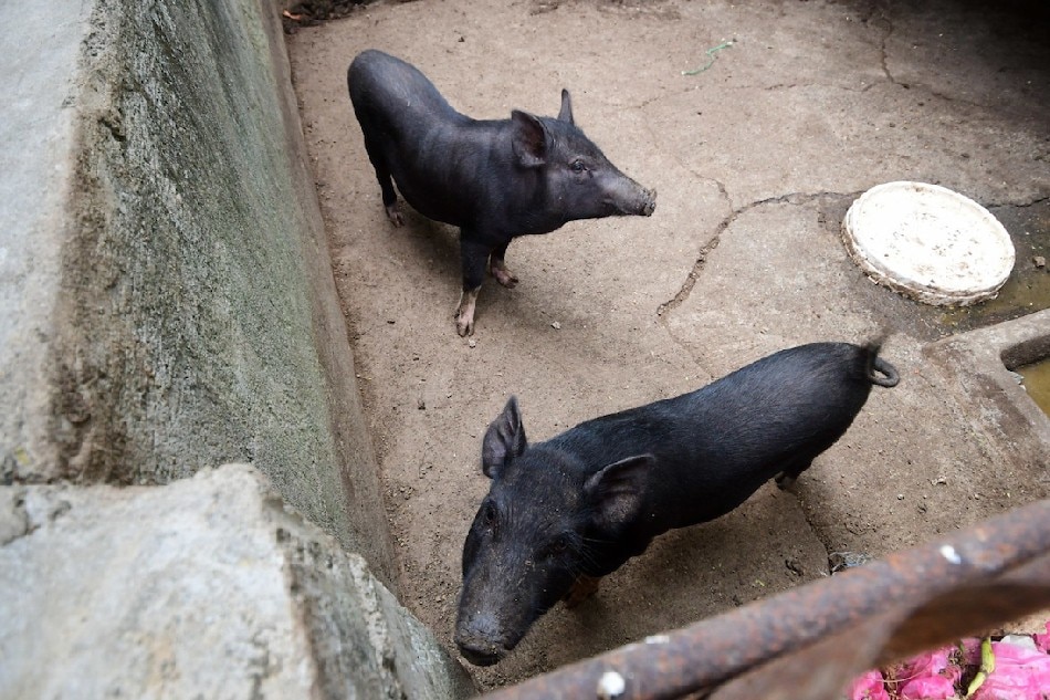 Native pigs  ABS-CBN News
