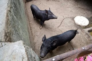 PH developing African swine fever vaccine, test kits 