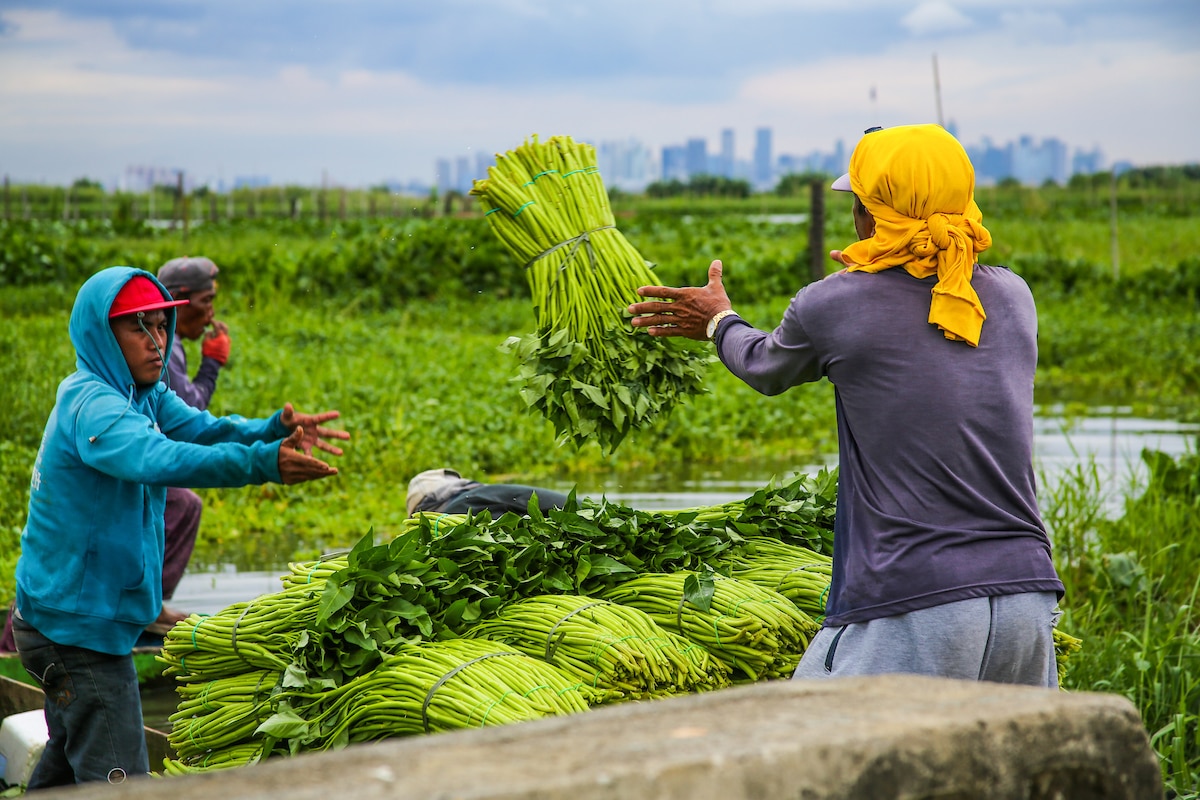 Farmers unload their harvest of water spinach from Laguna Lake along Brgy. San Vicente in Angono, Rizal on October 15, 2020. Jonathan Cellona, ABS-CBN News/file 