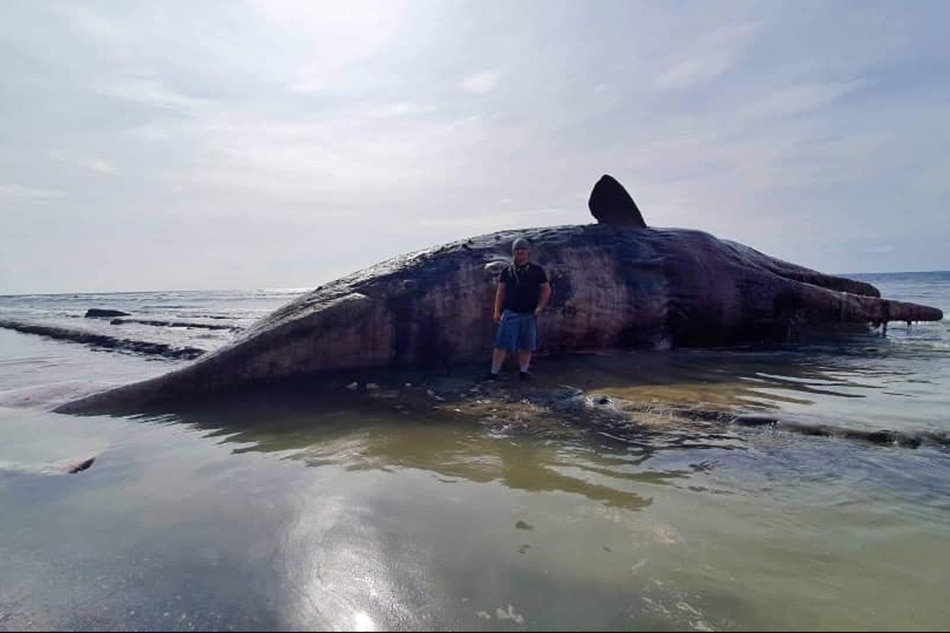 This sperm whale’s cause of death is rare – old age 1