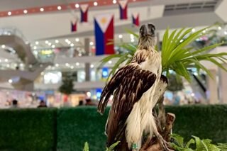 Iconic PH eagle na si Pag-asa, muling makikita sa isang exhibit