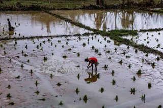 Marcos OKs Masagana rice program to boost support to farmers, production