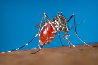 Dengue cases dumoble ang dami: DOH