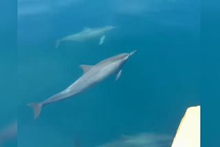 PANOORIN: Dolphins namataan sa ilang bahagi ng Davao