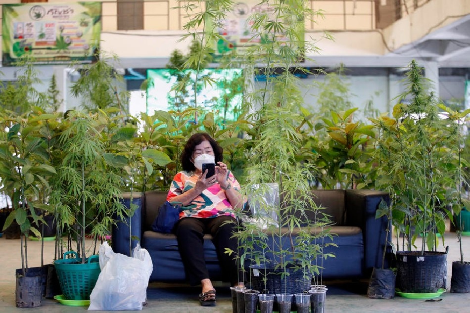 A Thai shopper rests next to marijuana plants at a cannabis trade festival in Samut Prakan province, Thailand, on June 10, 2022. Rungroj, EPA-EFE/file
