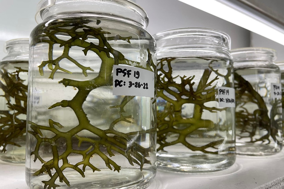 A university in Tawi-Tawi is developing a disease-resistant seaweed. Francis Magbanua, ABS-CBN News