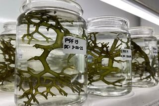 Tawi-Tawi develops disease-resistant seaweeds