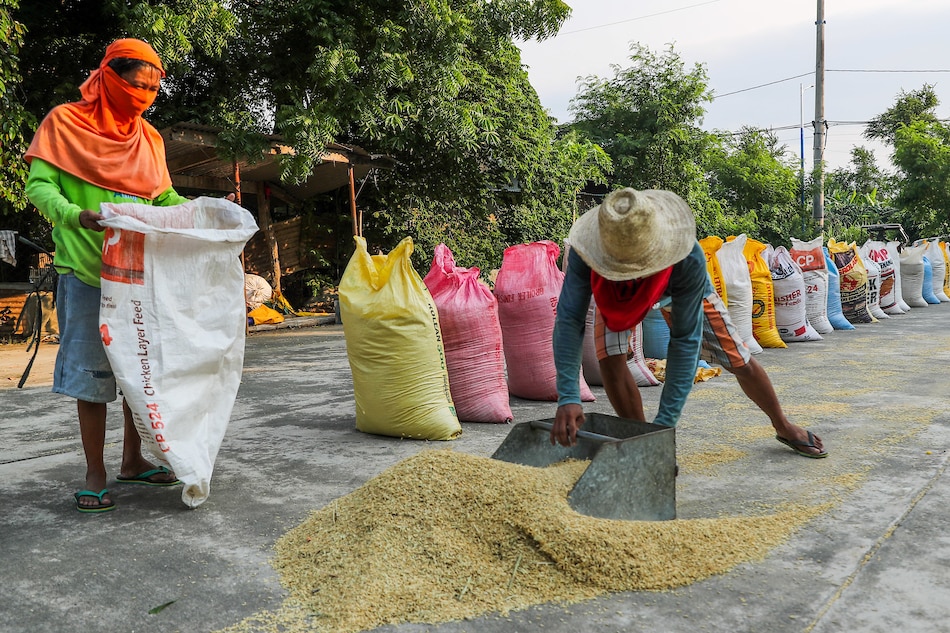 Farmers gather palay to put into sacks after a day of drying in Brgy. San Juan in Morong Rizal on June 17, 2021 during Rural Workers Month. ABS-CBN News
