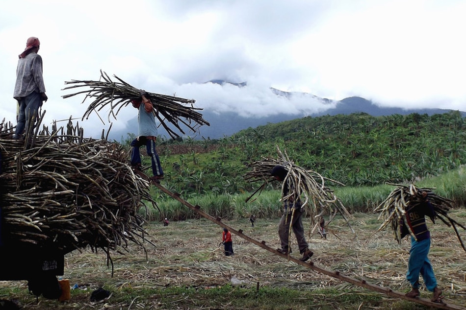 Filipino farmers harvest sugar canes with a backdrop of Mount Kanlaon partly covered by cloud at remote village of Masulog, in the town of Canlaon, Negros island, Nov. 26, 2015. Jo Haresh Tanodra, EPA/File