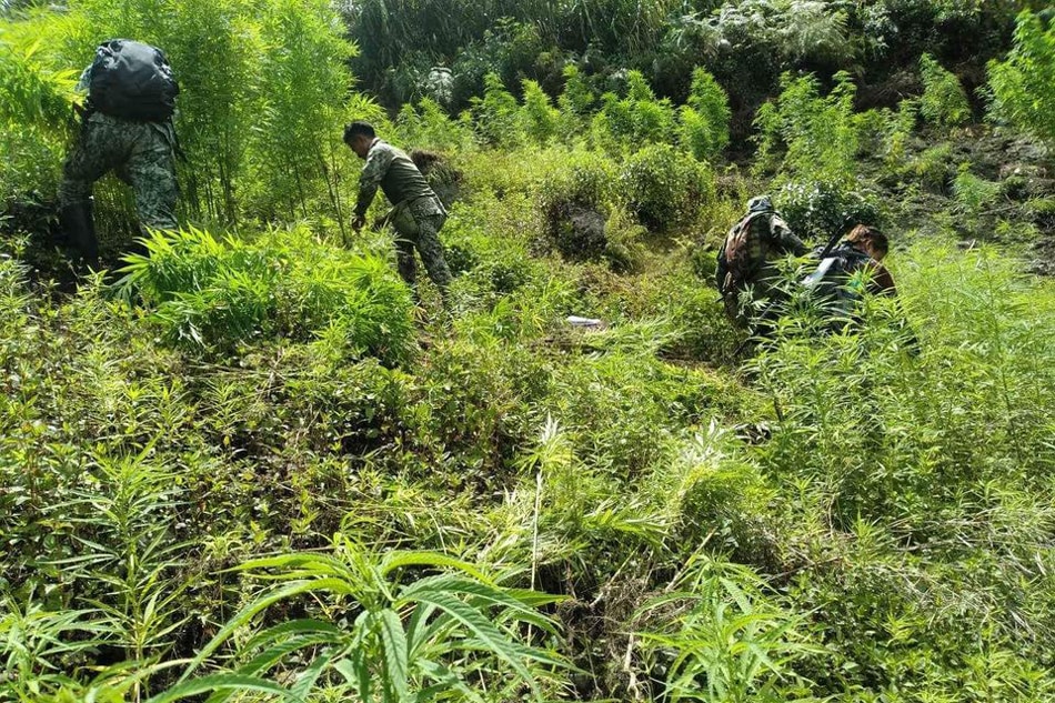 Sinalakay ng pulisya noong Hunyo 15 at 16 ang isang marijuana plantation sa Tinglayan, Kalinga. Kalinga Police Provincial Office