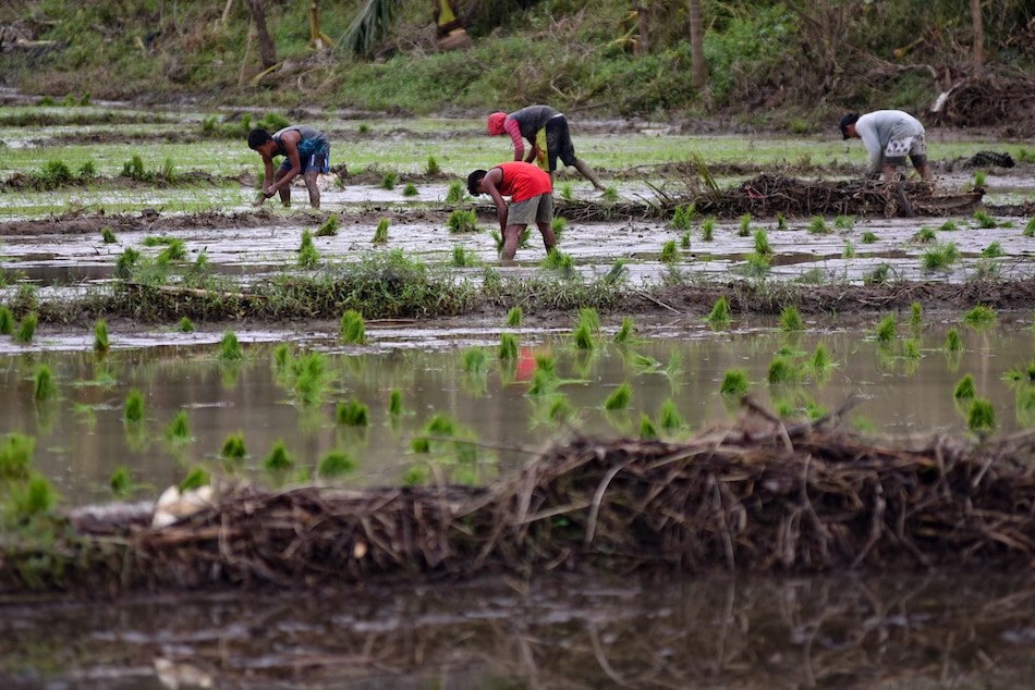 Farmers start to plant rice at a field in Barangay Simamla, Virac Catanduanes on Nov. 7, 2020. George Calvelo, ABS-CBN News/File