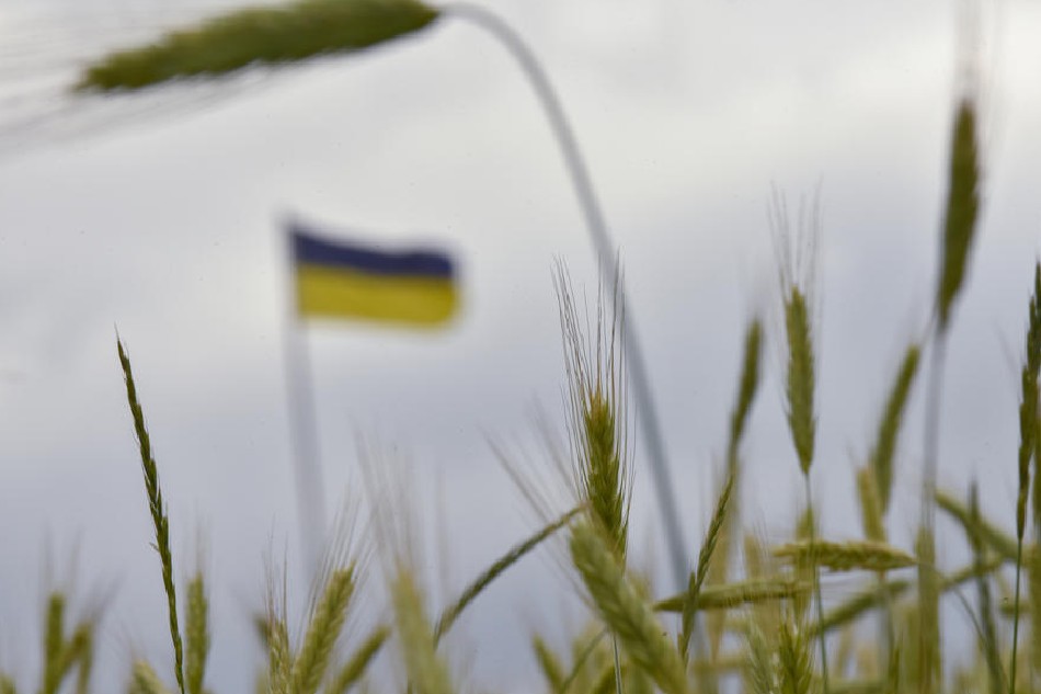 Ukraine is a vital exporter of wheat and grains such as barley and maize, and has supplied nearly half of all the sunflower oil traded on global markets. EPA-EFE/file