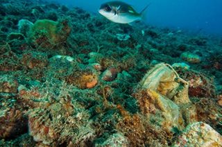 Spiny devil fish spotted beside disposable mask