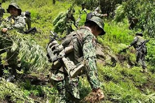 P62 milyong halaga ng marijuana, sinira sa Kalinga, Benguet