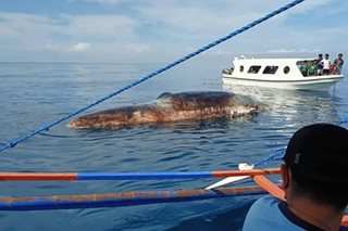 Sperm whale natagpuang patay sa may Sarangani