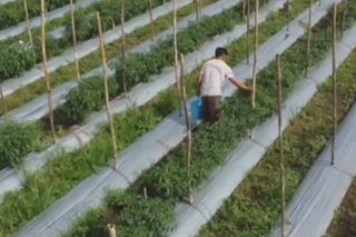 Pananim ng ilang magsasaka sa Bulacan nasira
