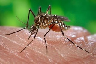 Dengue cases in Metro Manila on a decline but...