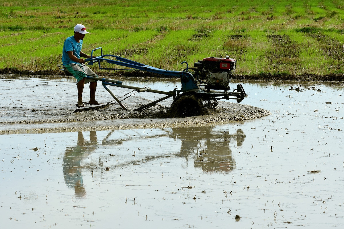 A farmer in Guimba, Nueva Ecija rides his tractor