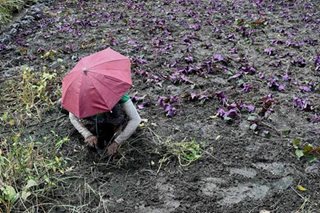 Farm prepping in Cavite