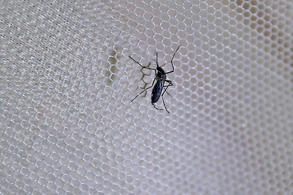 An Aedes aegypti mosquito resting on a mosquito net. Nyein Chan Naing, EPA/file