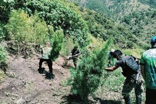 P92-M halaga ng tanim na marijuana, sinira sa Kalinga