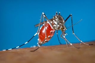 Occidental Mindoro nasa state of calamity dahil sa dengue