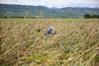 Florita causes P3.6M agri damage in Ilocos Norte