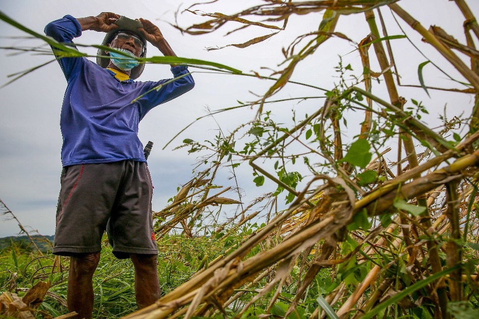 Farmer Dulo Ramirez, 83, salvages whatever he can from his cornfield in Tuguegarao on Aug. 24, 2022 after most of the crops were damaged by the onslaught of tropical storm Florita. Jonathan Cellona, ABS-CBN News