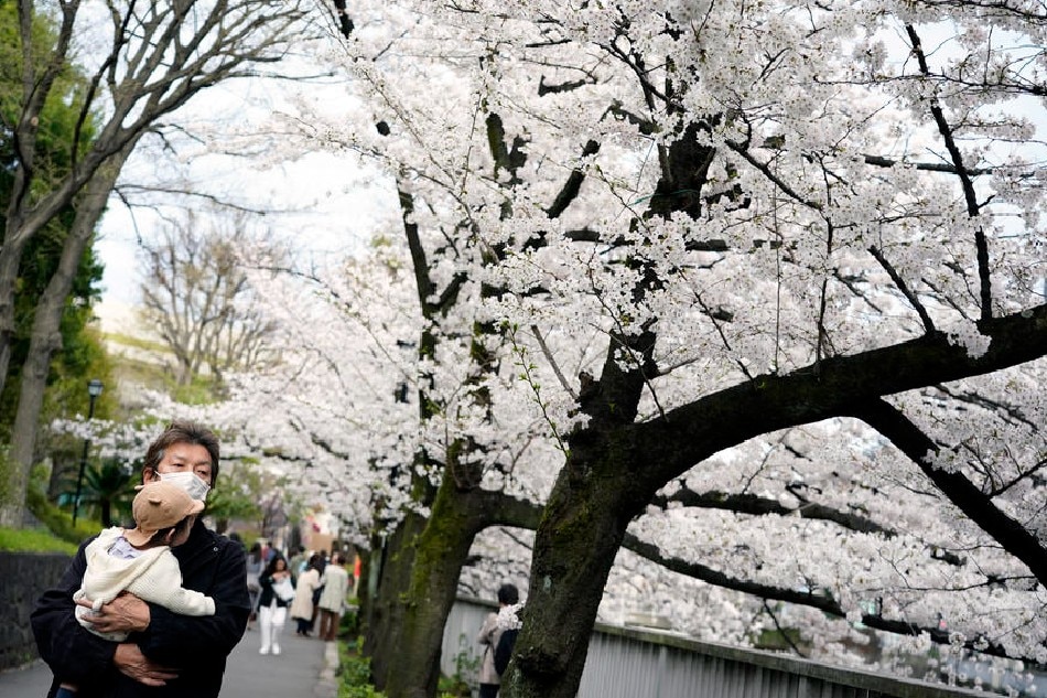 A man holding a baby strolls under cherry blossoms in full bloom in Tokyo, Japan, March. 27, 2022, the day the Japan Meteorological Agency declared full bloom of cherry blossoms in the Japanese capital. Franck Robichon, EPA-EFE 