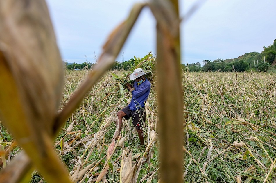 Farmer Dulo Ramirez, 83, salvages whatever he can from his cornfield in Tuguegarao on August 24, 2022 after most of the crops were damaged by the onslaught of tropical storm Florita. Jonathan Cellona, ABS-CBN News
