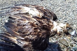 Philippine eagle found dead along Sarangani shoreline