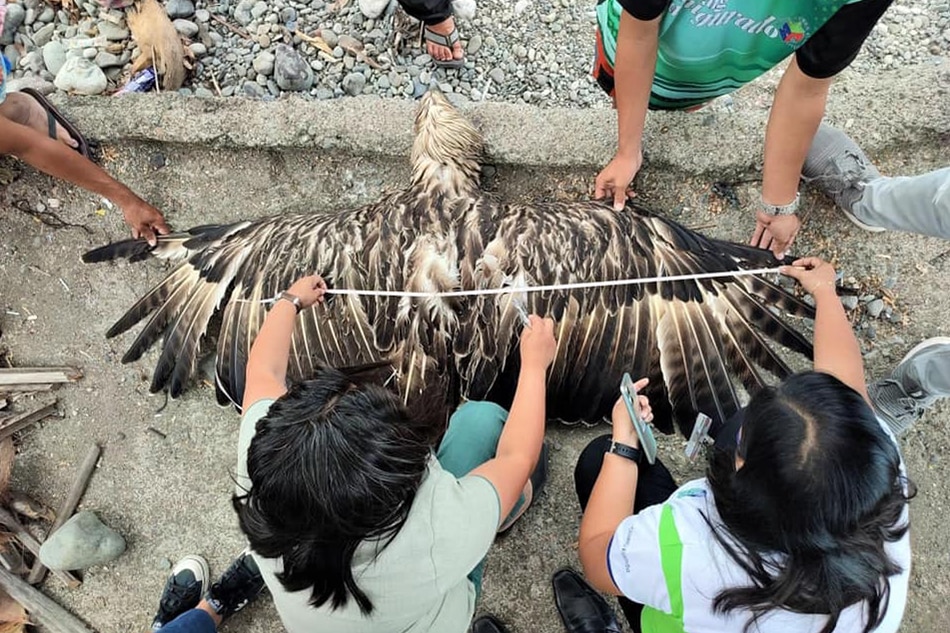 According to the Philippine Eagle Foundation, this incident is the third recorded case of an eagle crashing into the coastal seas of Maasim town. Courtesy of Rowell Taraya