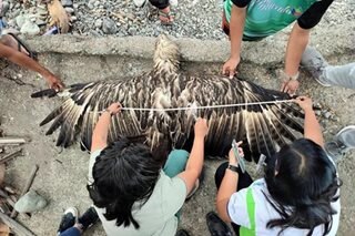 PH eagle found dead could have drowned, group suspects