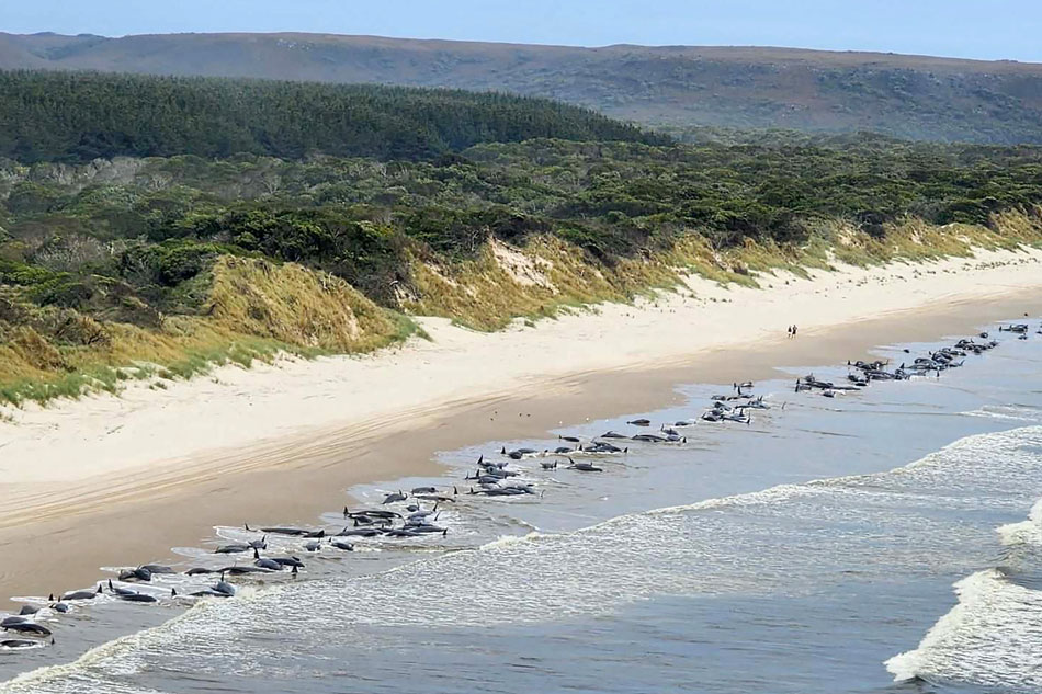 This handout photo taken on Sept. 20, 2022 and received on Sept. 21 from the Department of Natural Resources and Environment Tasmania shows the carcasses pilot whales beached on Macquarie Harbor, in Tasmania. 