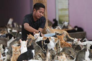 Checking cat shelter before World Rabies Day