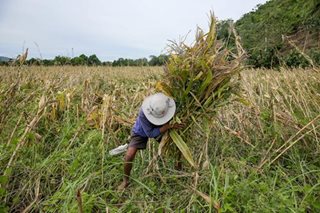 Agriculture dept urged to spend more on post-harvest facilities 