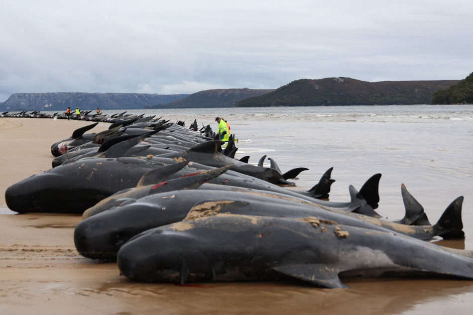 Beached pilot whales perish in Australia | ABS-CBN News